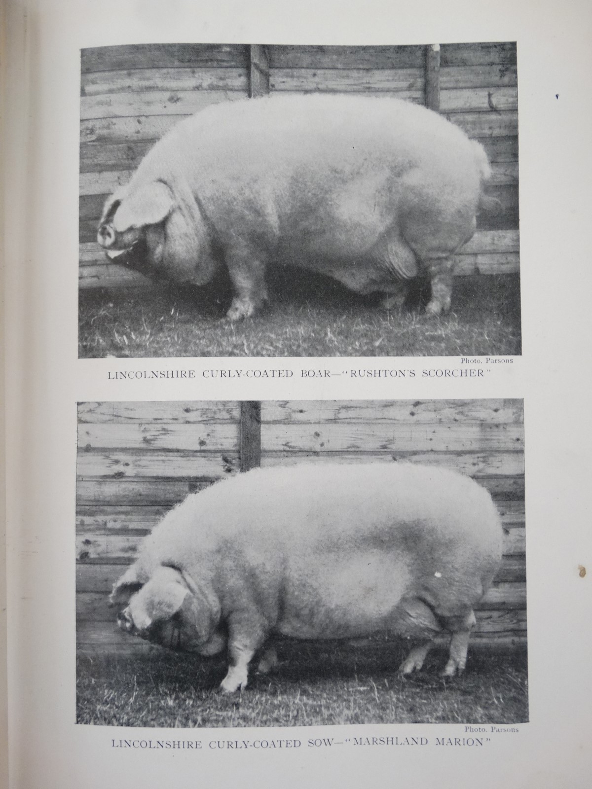 Books: '' Live Stock of the Farm '' edited by Professor C Bryner Jones, Volumes 1-6, - Image 2 of 6