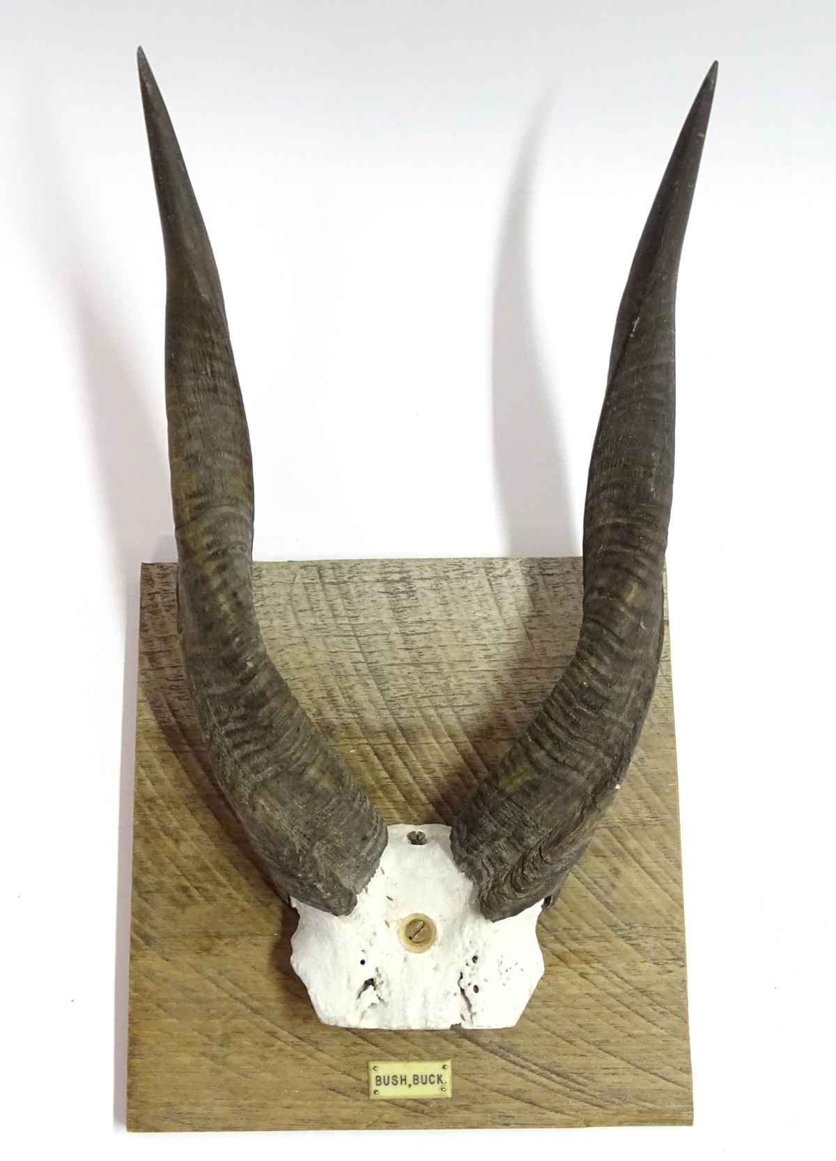 Taxidermy: A set of bushbuck antlers mounted on a square wheel cut wall hanging base,