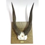 Taxidermy: A set of bushbuck antlers mounted on a square wheel cut wall hanging base,