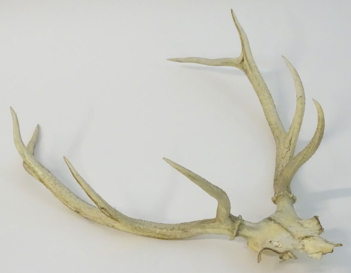 Taxidermy: the prepared 8-point antlers and partial skull of a Red stag/staggart, - Image 4 of 6