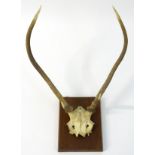 Taxidermy: A partial skull mount of Red deer Brocket antlers, affixed to a square hardwood plinth.