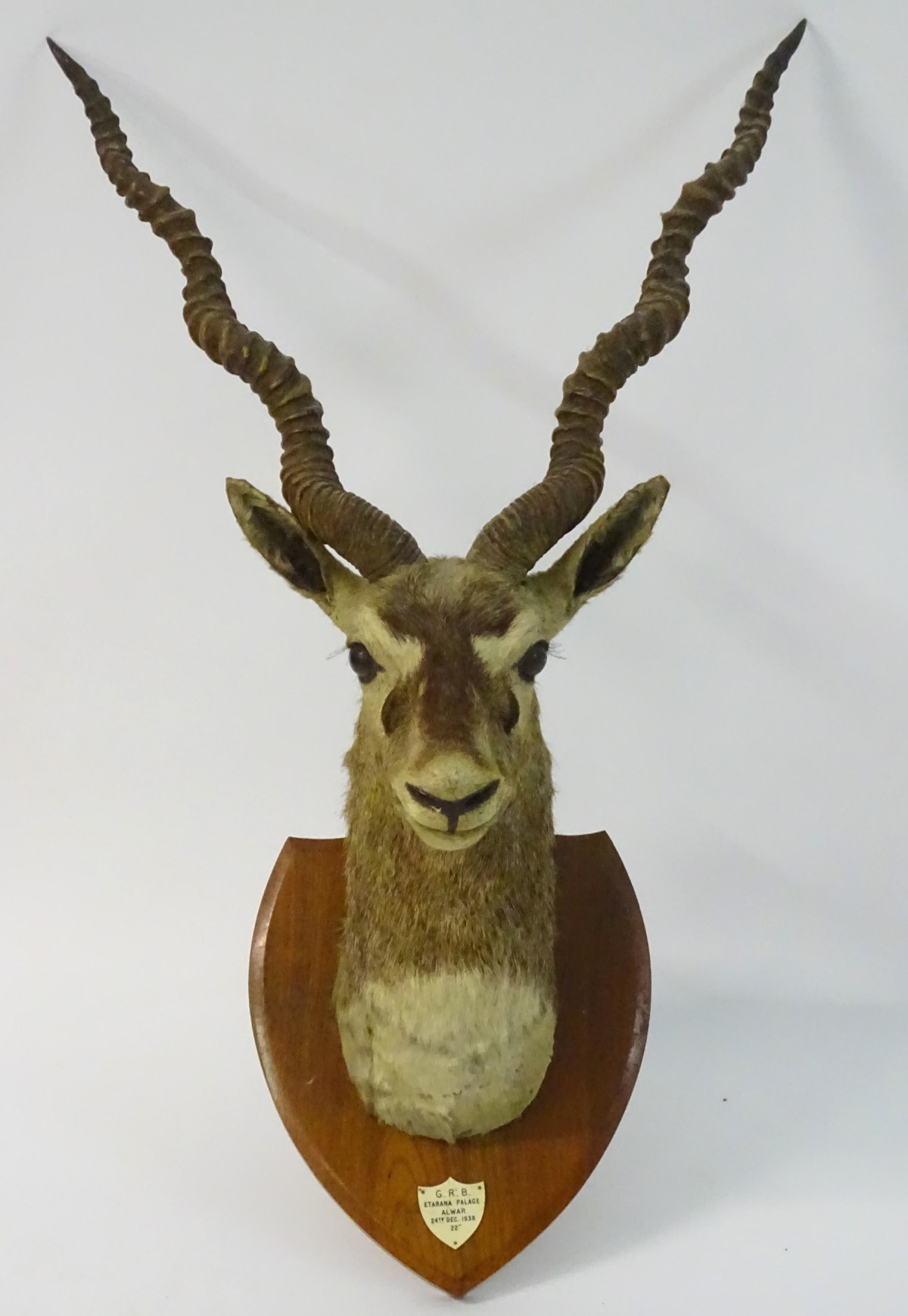 Taxidermy: a shoulder mount of a Blackbuck (Antilope cervicapra) by Van Ingen & Van Ingen of Mysore - Image 3 of 10
