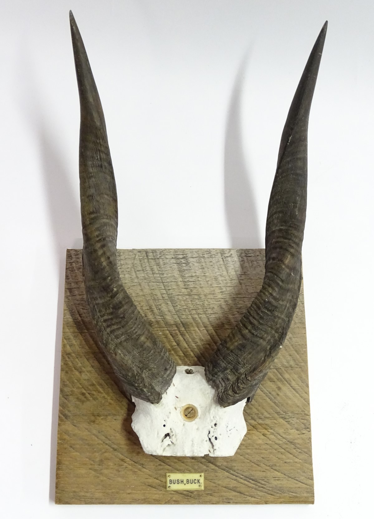Taxidermy: A set of bushbuck antlers mounted on a square wheel cut wall hanging base, - Image 3 of 6