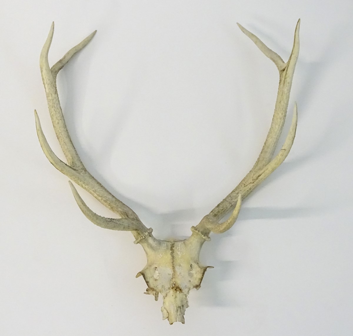 Taxidermy: the prepared 8-point antlers and partial skull of a Red stag/staggart,