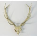 Taxidermy: the prepared 8-point antlers and partial skull of a Red stag/staggart,