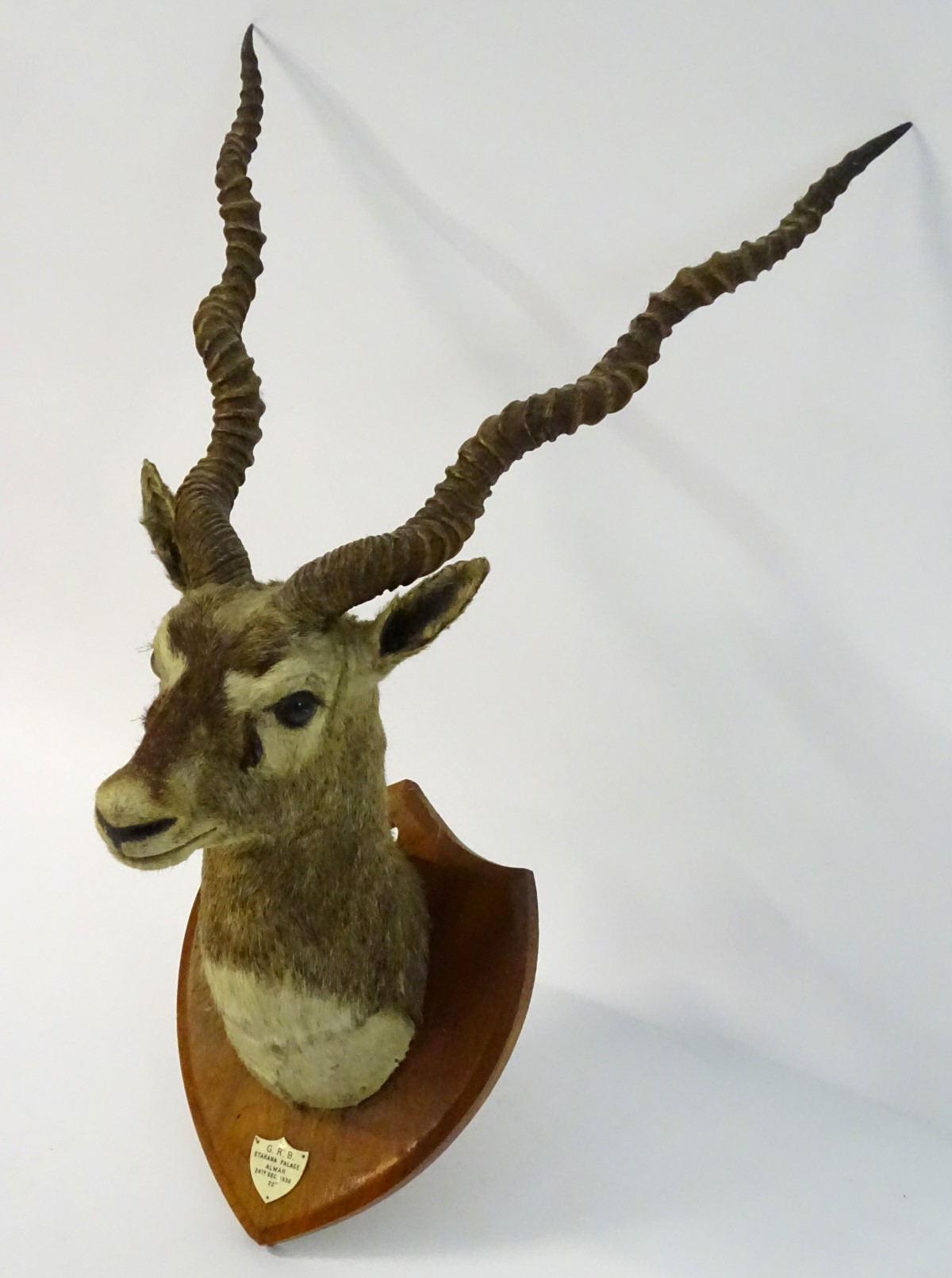 Taxidermy: a shoulder mount of a Blackbuck (Antilope cervicapra) by Van Ingen & Van Ingen of Mysore - Image 7 of 10