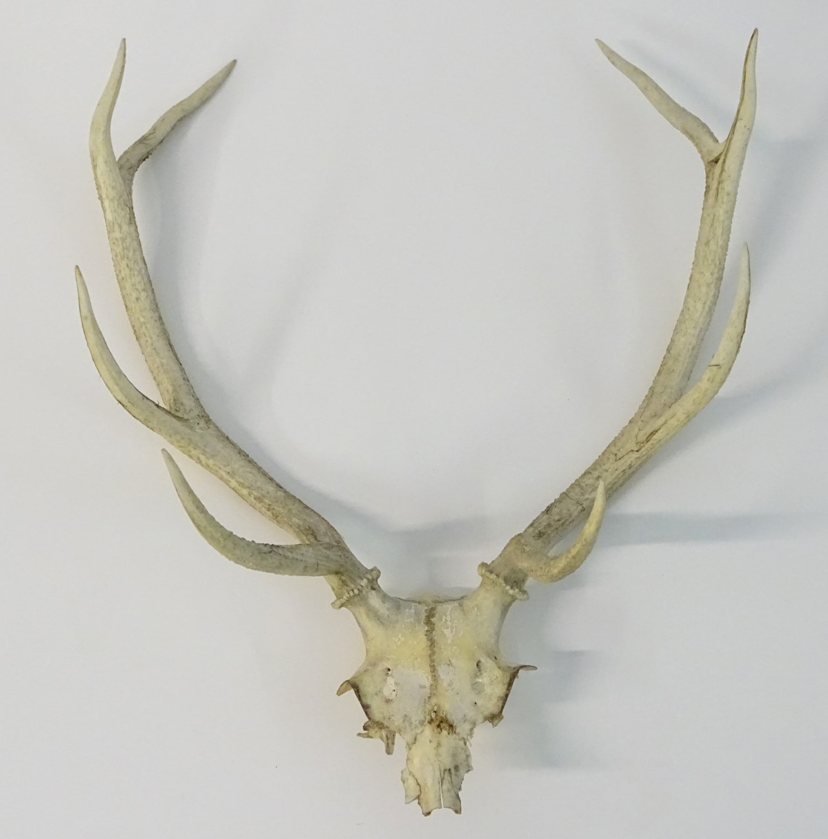 Taxidermy: the prepared 8-point antlers and partial skull of a Red stag/staggart, - Image 3 of 6