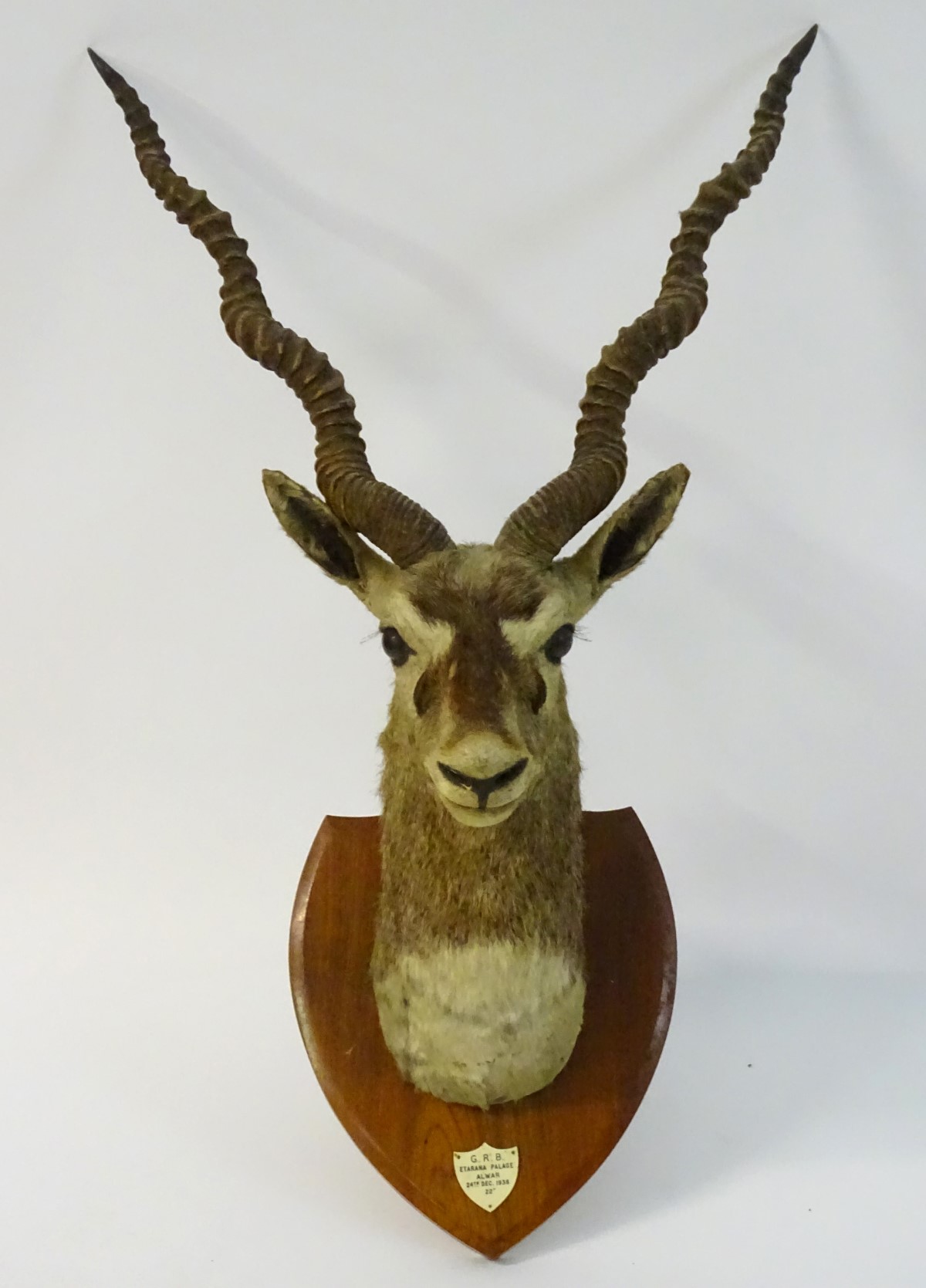 Taxidermy: a shoulder mount of a Blackbuck (Antilope cervicapra) by Van Ingen & Van Ingen of Mysore