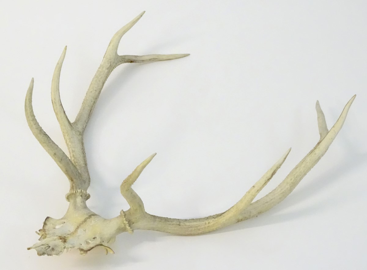 Taxidermy: the prepared 8-point antlers and partial skull of a Red stag/staggart, - Image 5 of 6