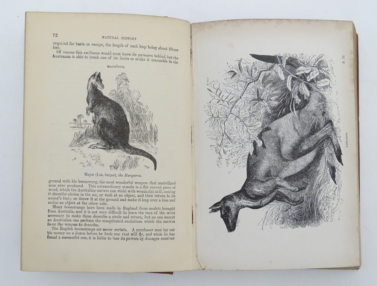 Wood's Illustrated Natural History, by Rev. J. G. - Image 5 of 5