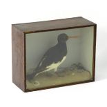 Taxidermy: a late Victorian mount of a Eurasian Oystercatcher (Haematopus Ostralegus) by J A Cole,