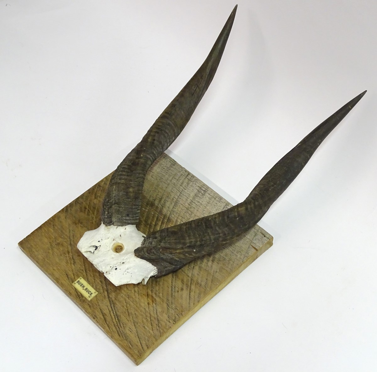 Taxidermy: A set of bushbuck antlers mounted on a square wheel cut wall hanging base, - Image 5 of 6