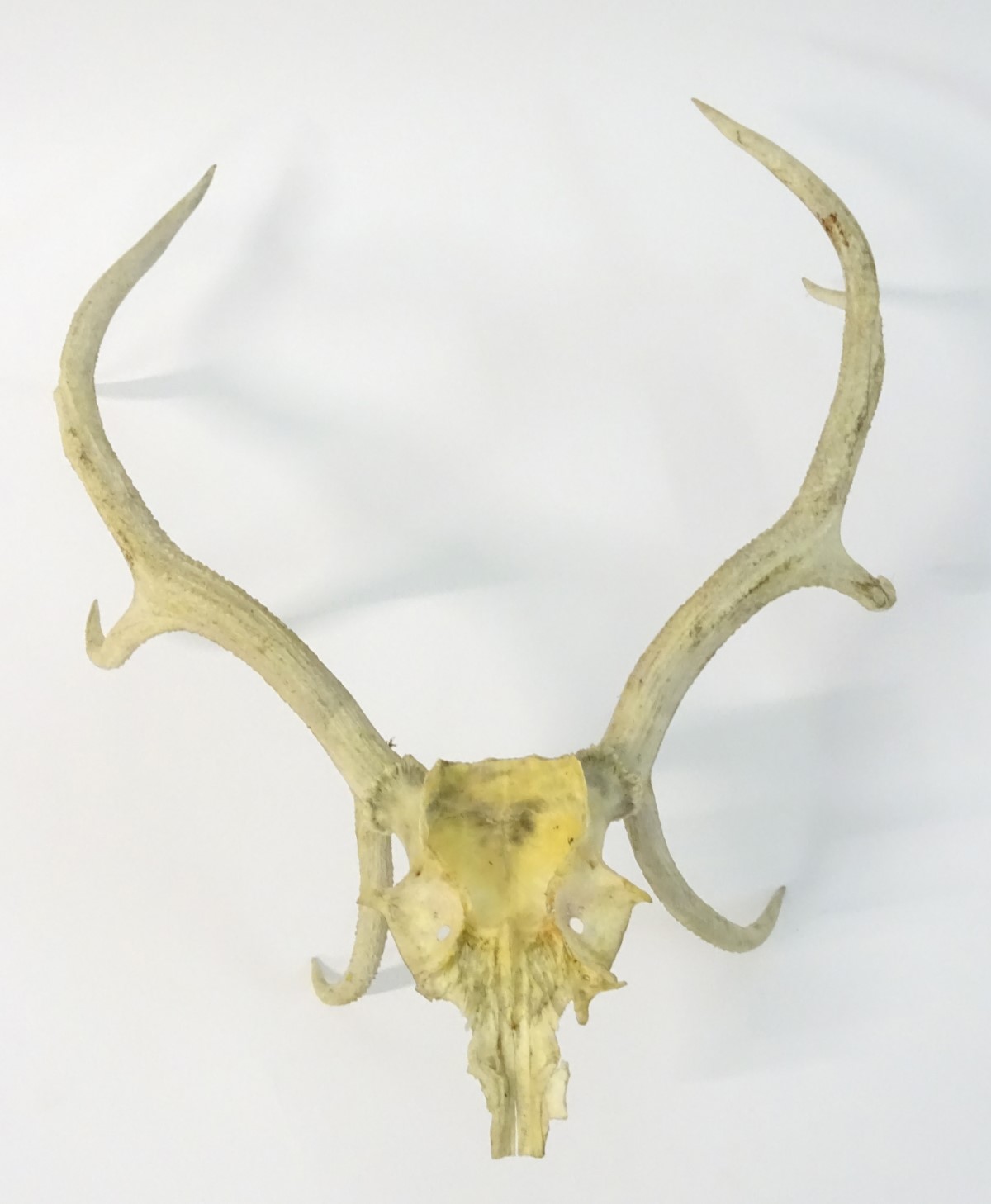 Taxidermy: the prepared 8-point antlers and partial skull of a Red stag/staggart, - Image 2 of 6