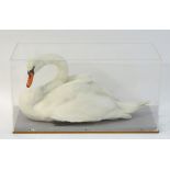 Taxidermy: a mid-20thC cased full mount of a Mute Swan (Cygnus olor), posed waterborne,