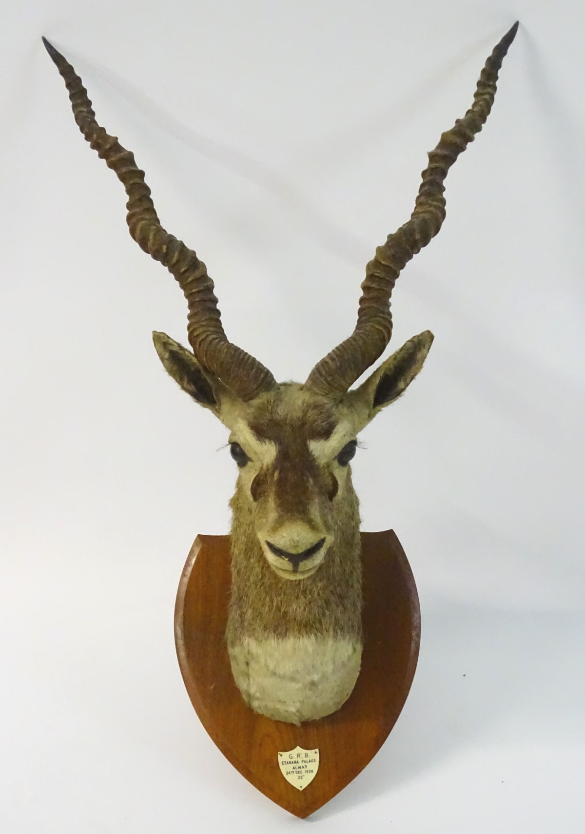 Taxidermy: a shoulder mount of a Blackbuck (Antilope cervicapra) by Van Ingen & Van Ingen of Mysore - Image 5 of 10