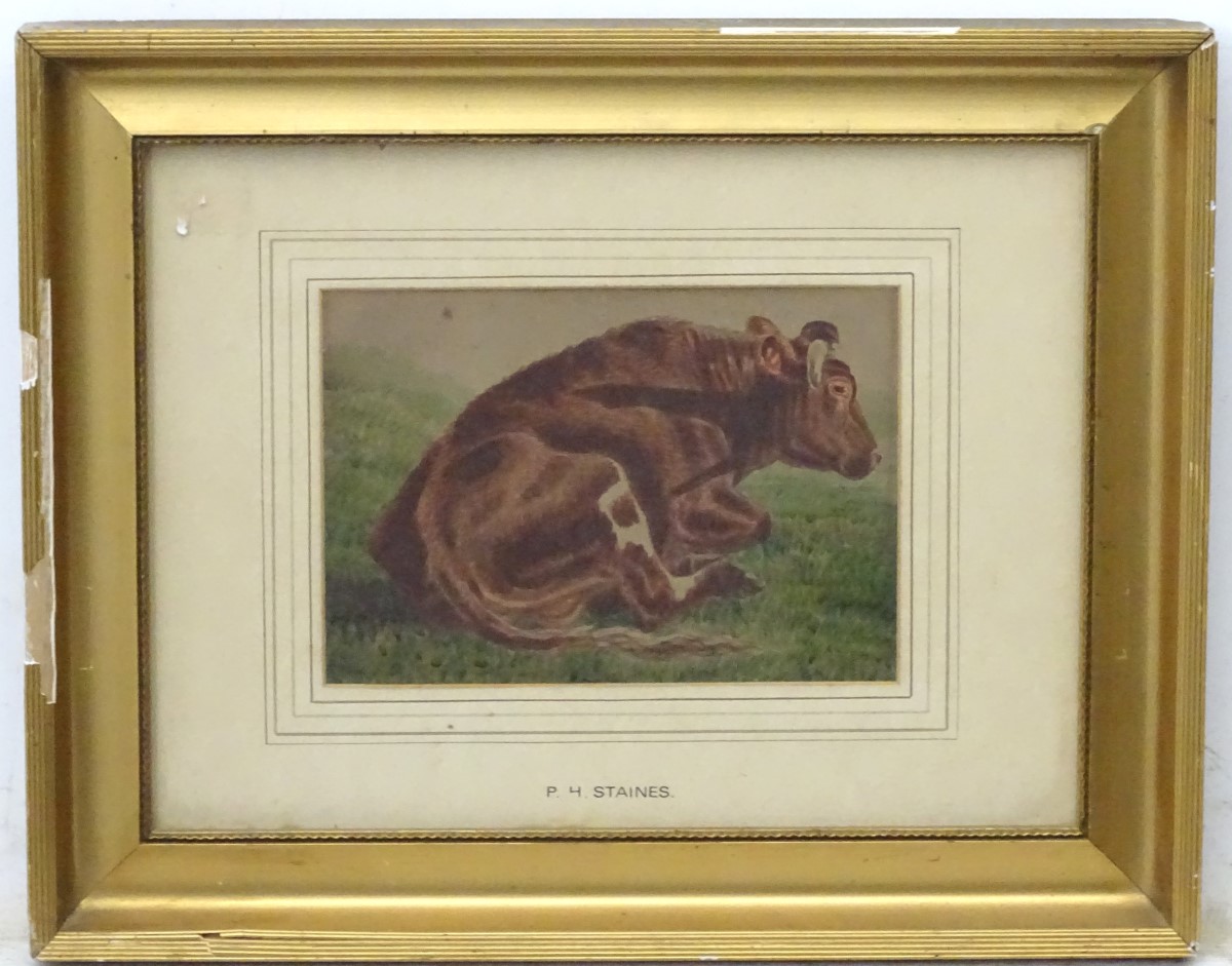 PH Staines XIX Bovine School, Watercolour , a singular cattle Portrait, - Image 2 of 5