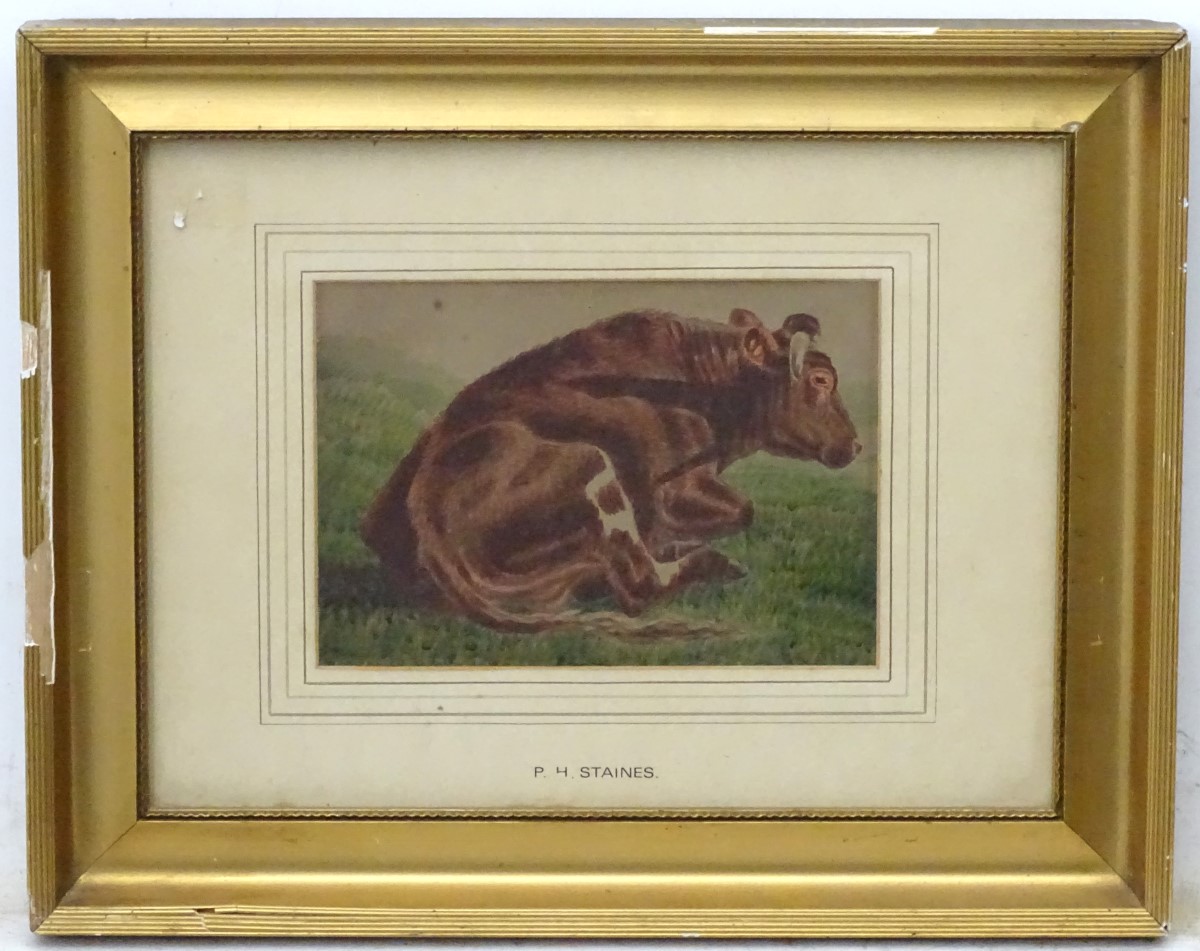 PH Staines XIX Bovine School, Watercolour , a singular cattle Portrait, - Image 3 of 5