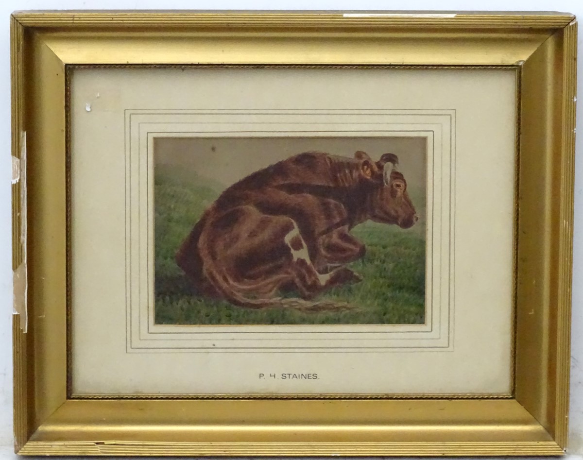 PH Staines XIX Bovine School, Watercolour , a singular cattle Portrait,