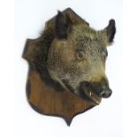 Taxidermy: a French wild boar head mounted on a shield shaped pine back board, 22" high x 17" high.