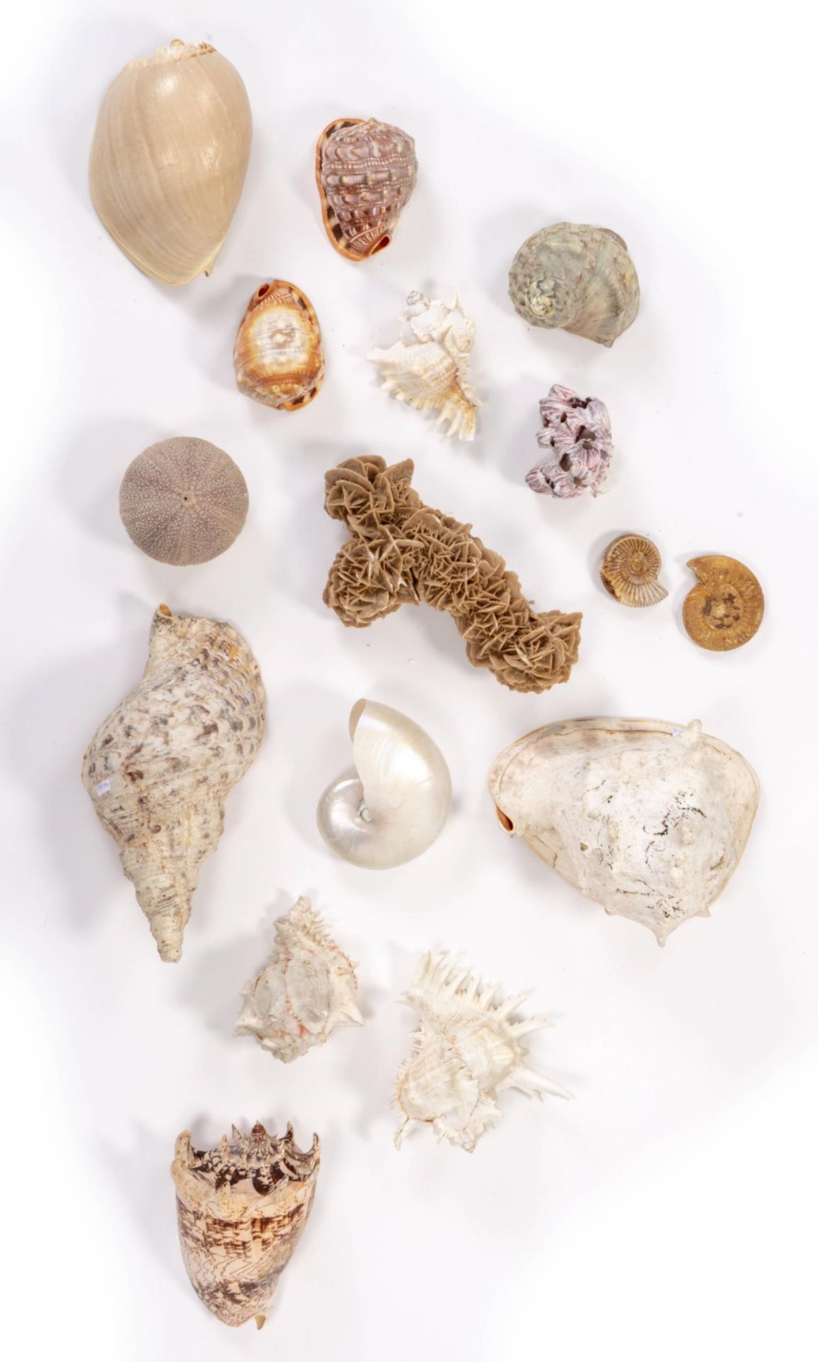 Ensemble de coquillages, ammonites et roses des sables pour cabinet de [...]