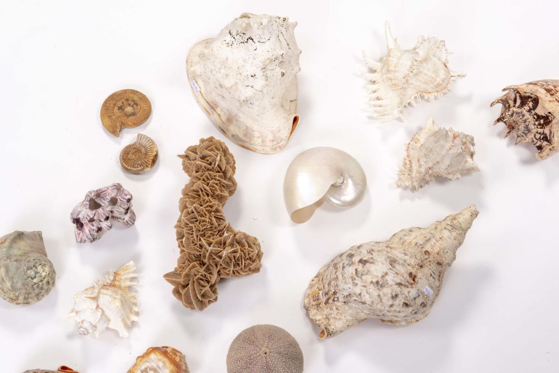 Ensemble de coquillages, ammonites et roses des sables pour cabinet de [...] - Bild 3 aus 4
