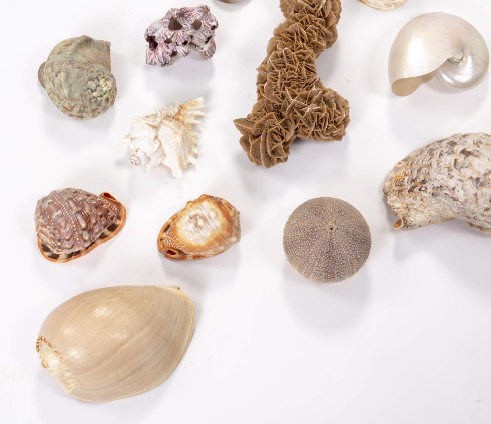Ensemble de coquillages, ammonites et roses des sables pour cabinet de [...] - Bild 2 aus 4