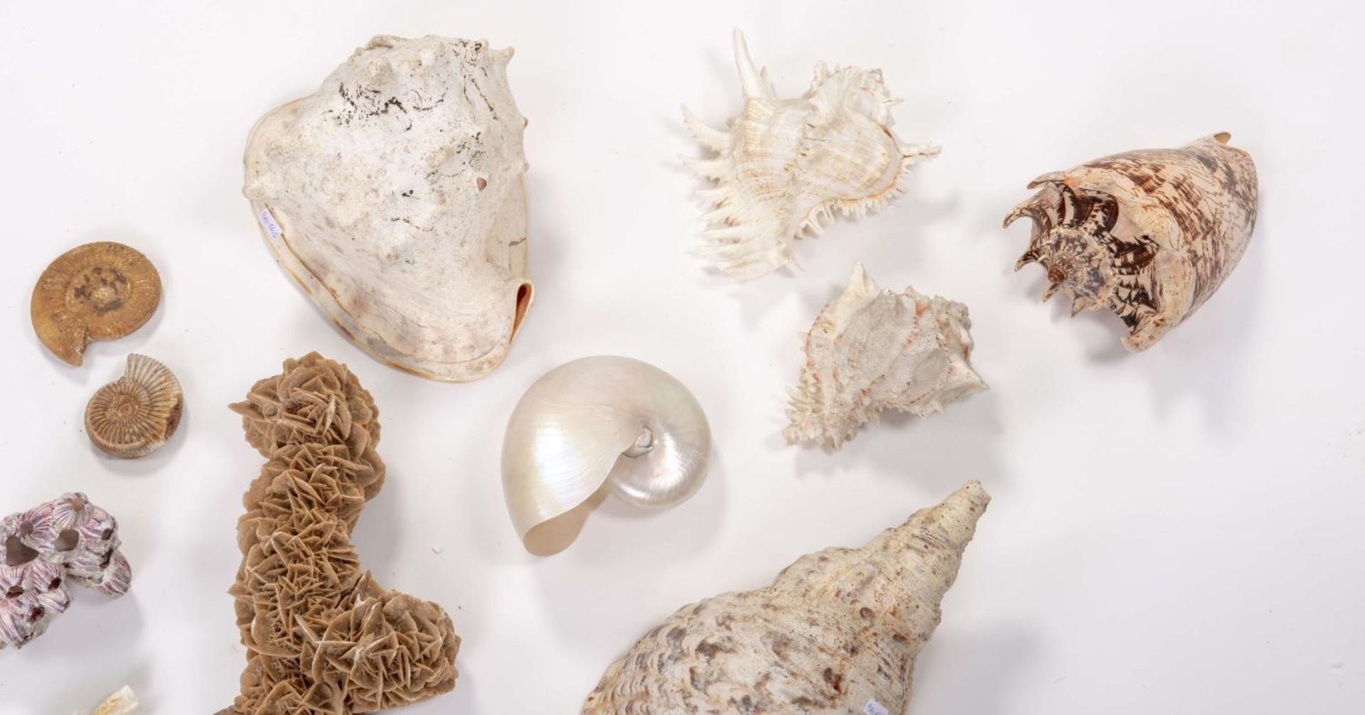 Ensemble de coquillages, ammonites et roses des sables pour cabinet de [...] - Bild 4 aus 4