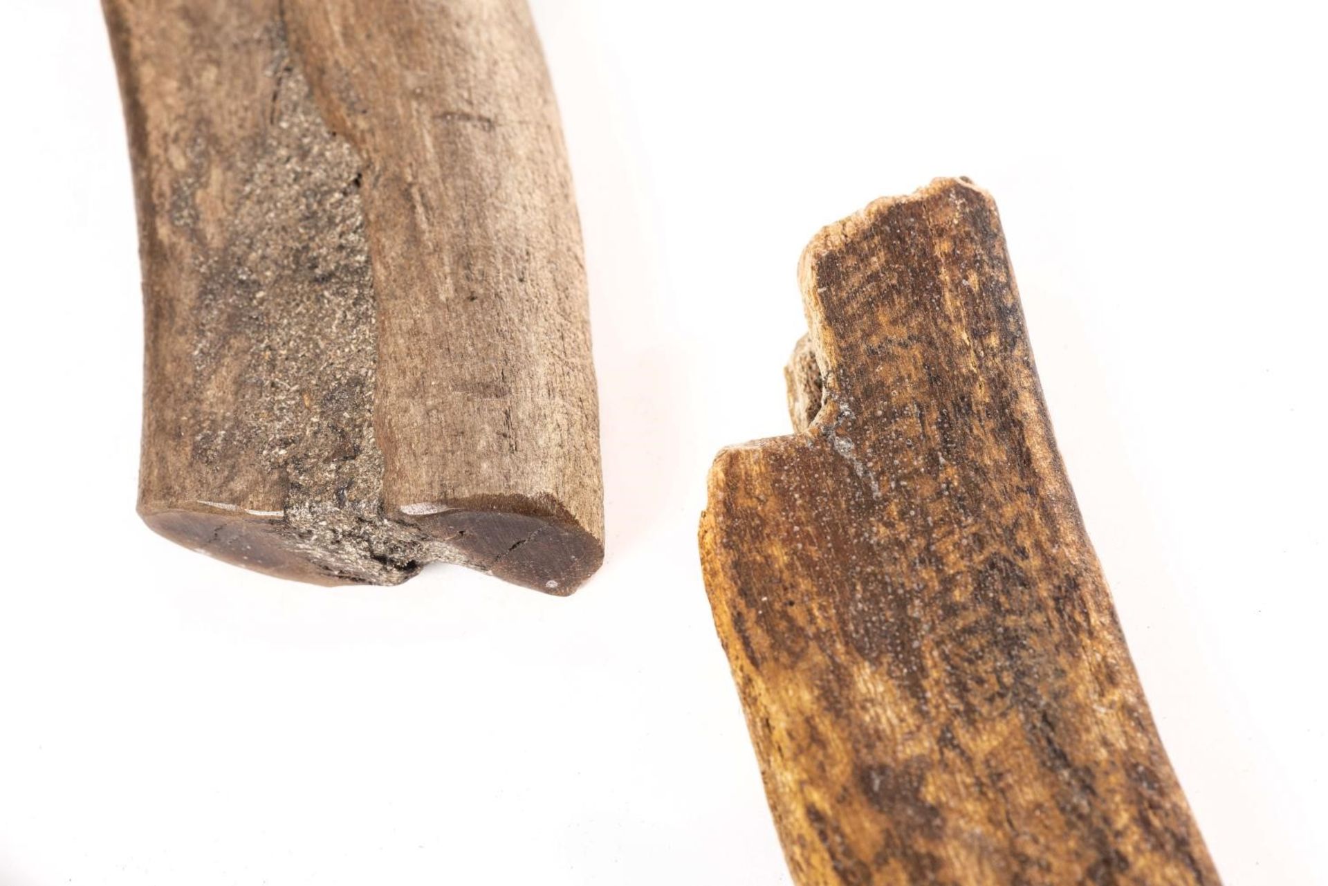 Fossile de défense de mammouth laineux- Mammuthus primigenius 67 cm et 3 fossiles [...] - Bild 9 aus 9