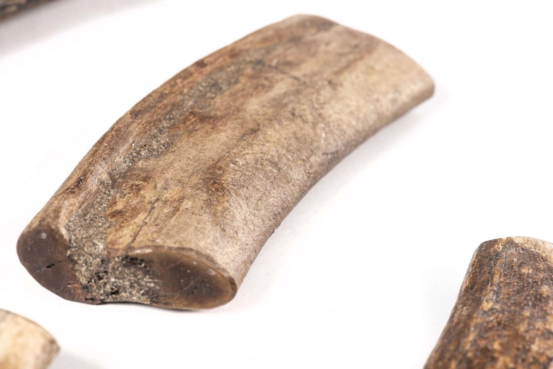 Fossile de défense de mammouth laineux- Mammuthus primigenius 67 cm et 3 fossiles [...] - Bild 8 aus 9
