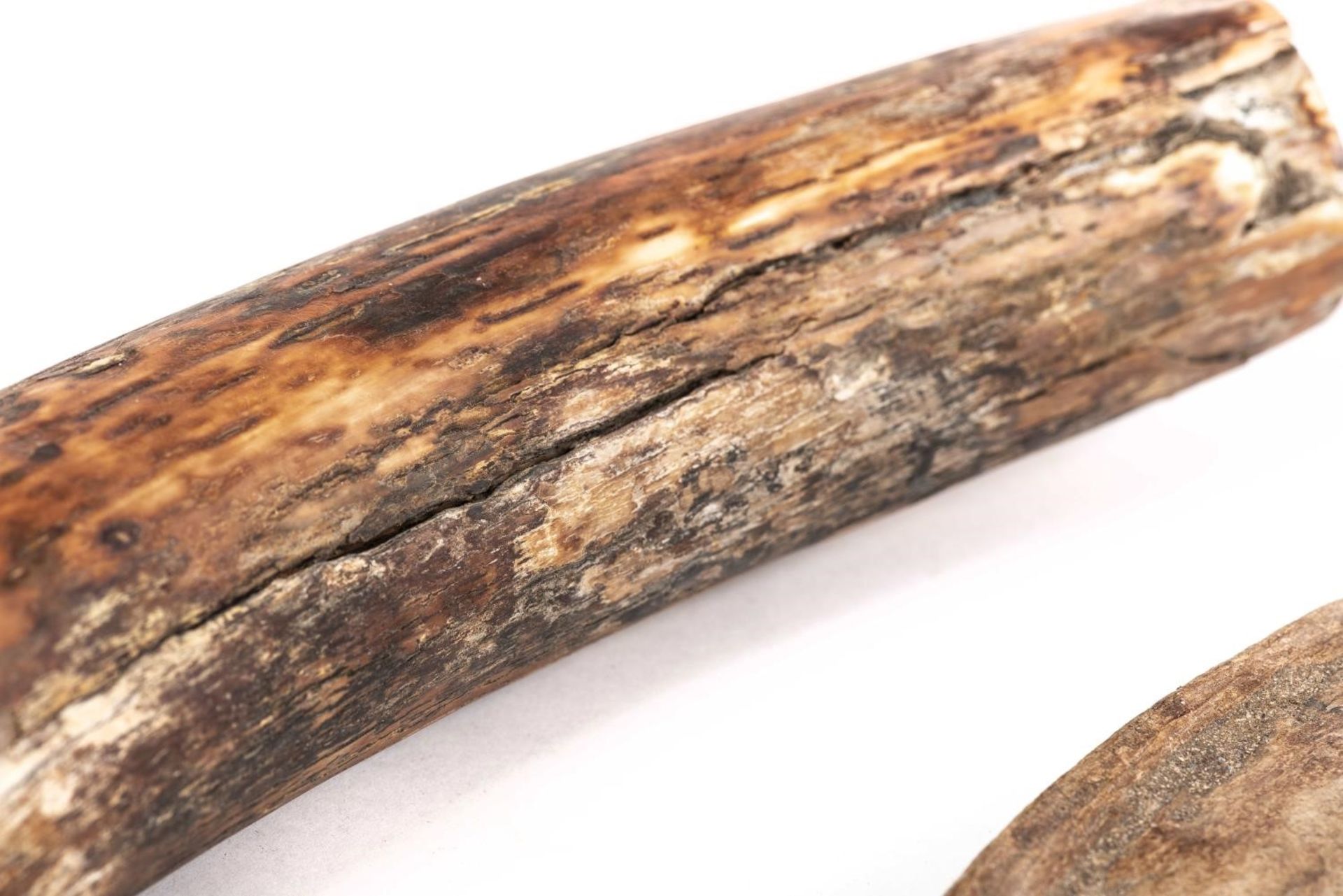 Fossile de défense de mammouth laineux- Mammuthus primigenius 67 cm et 3 fossiles [...] - Bild 7 aus 9