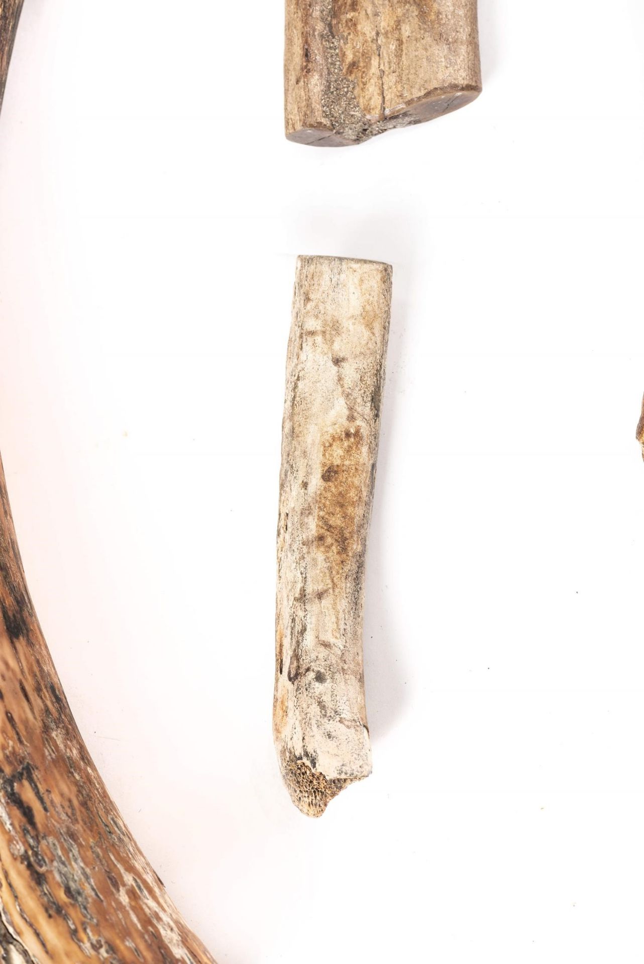 Fossile de défense de mammouth laineux- Mammuthus primigenius 67 cm et 3 fossiles [...] - Bild 6 aus 9