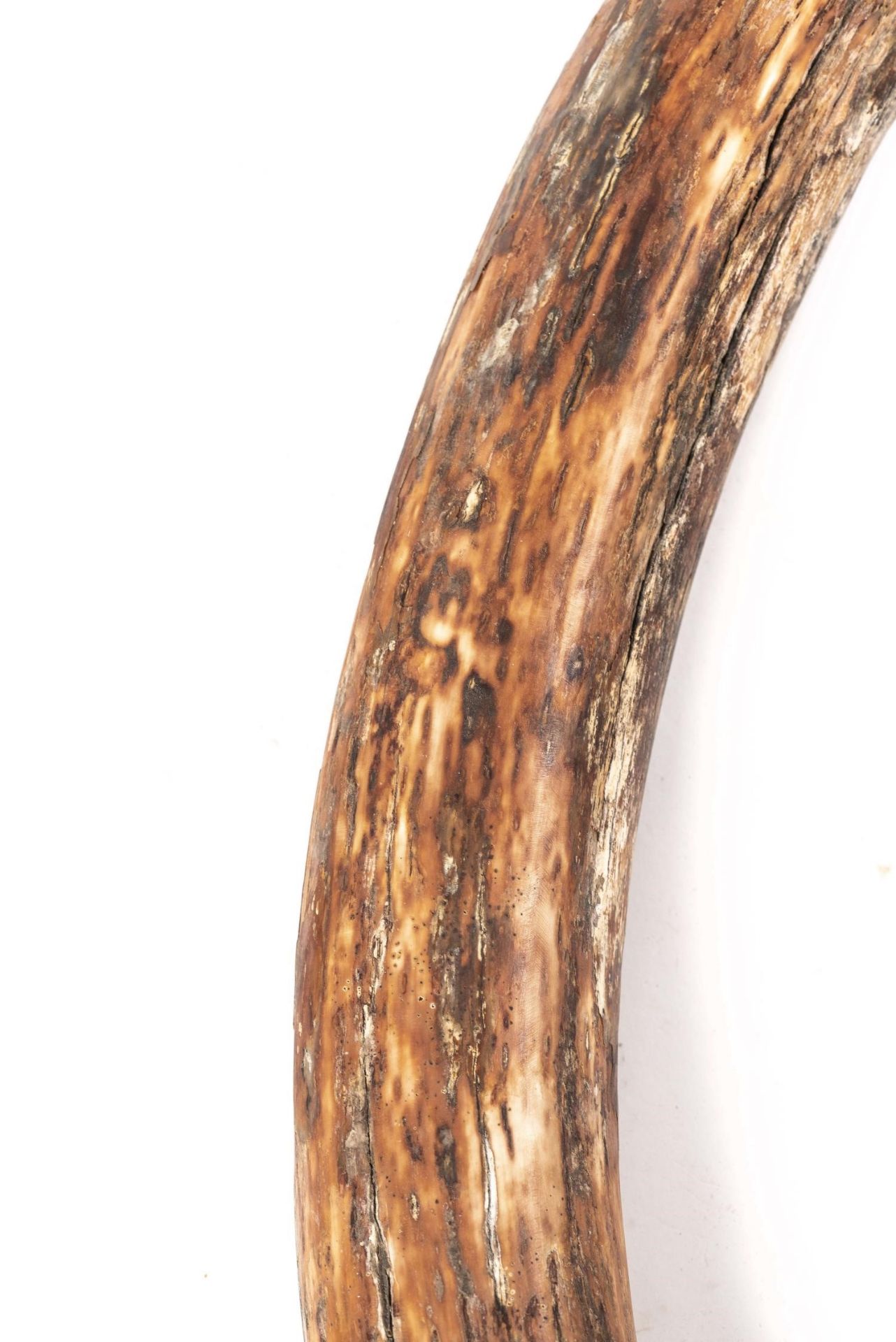 Fossile de défense de mammouth laineux- Mammuthus primigenius 67 cm et 3 fossiles [...] - Bild 2 aus 9