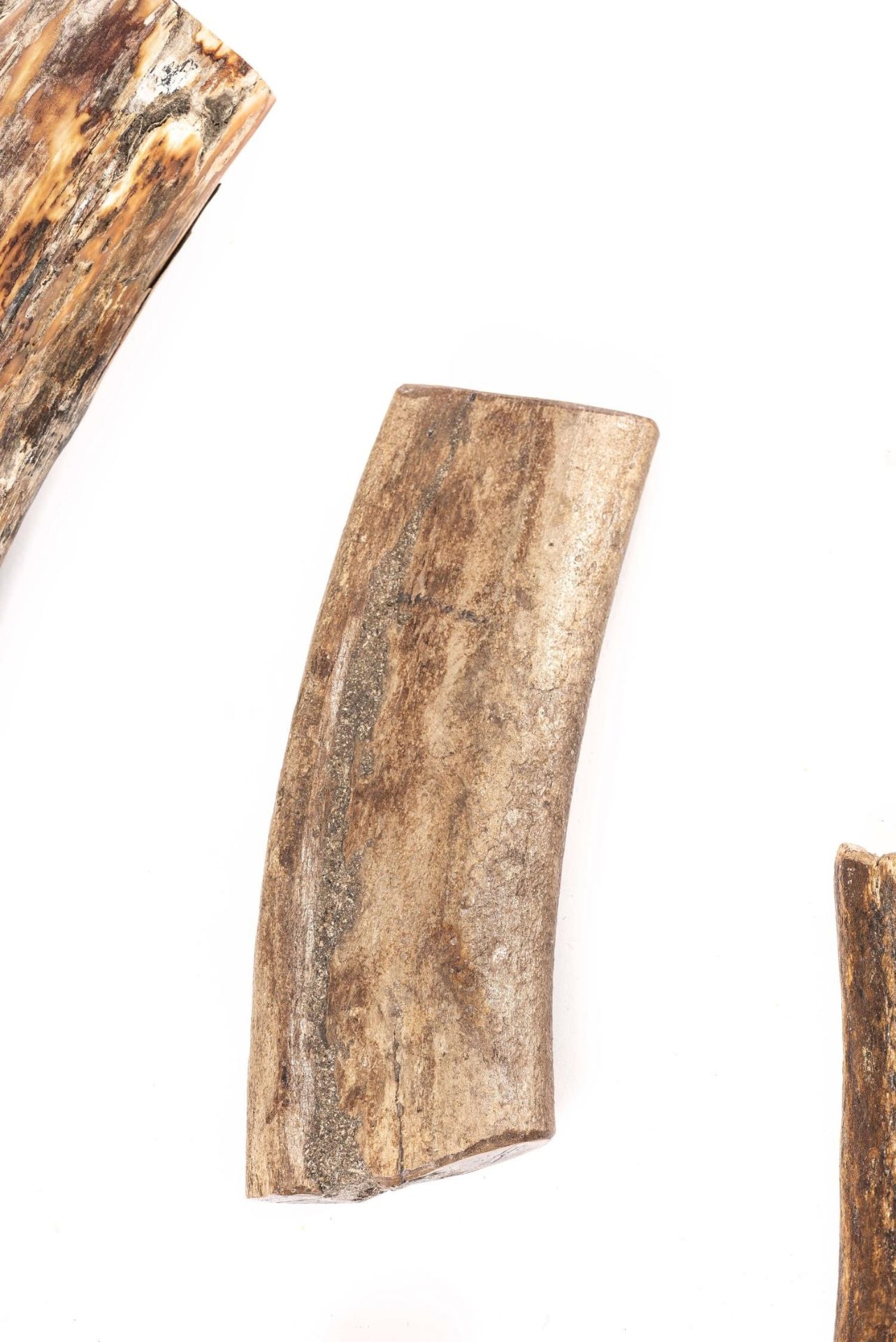 Fossile de défense de mammouth laineux- Mammuthus primigenius 67 cm et 3 fossiles [...] - Bild 3 aus 9