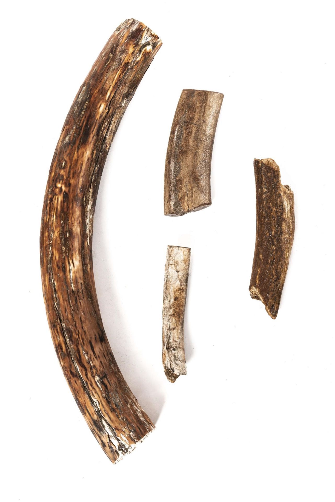 Fossile de défense de mammouth laineux- Mammuthus primigenius 67 cm et 3 fossiles [...]