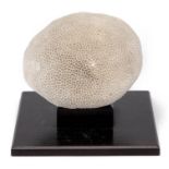 Importante boule de corail blanc - Importante boule de corail blanc posée sur un [...]