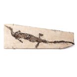 Fossile probable de Claudiosaurus - Fossile probable de Claudiosaurus, probablement [...]