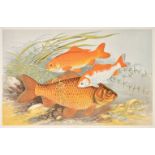 Houghton (William). British Fresh-Water Fishes, 1st edition, William Mackenzie, 1879, 41 colour-