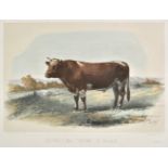 *Baudement (Emile). A collection of 36 lithographs, originally published in 'Les Races Bovines au