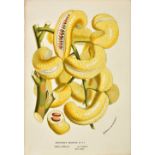*Van Houtte (Louis, edit.). A mixed collection of approximately 600 lithographs, circa 1870,