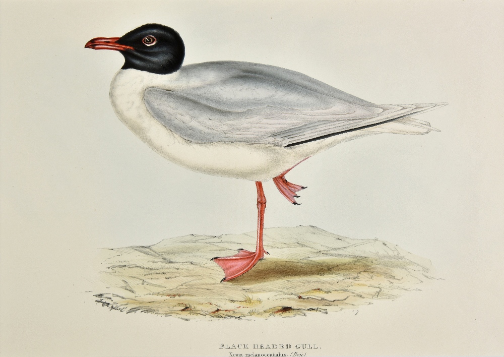 *Gould (J. & E.). Black Headed Gull, Mealy Redpole, Grey-Headed Wagtail, White Wagtail, Meadow