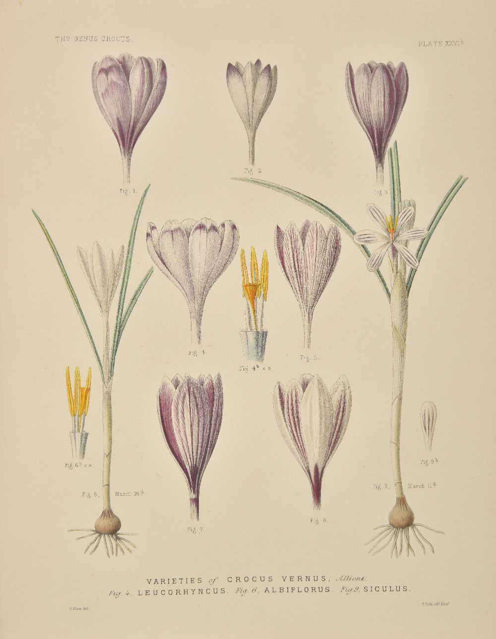 [Maw, George] [A Monograph of the Genus Crocus, 1886], plate volume only, 81 hand-coloured