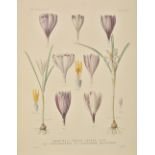 [Maw, George] [A Monograph of the Genus Crocus, 1886], plate volume only, 81 hand-coloured