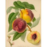 Horticultural Society of London. Transactions of the Horticultural Society of London, 7 volumes,
