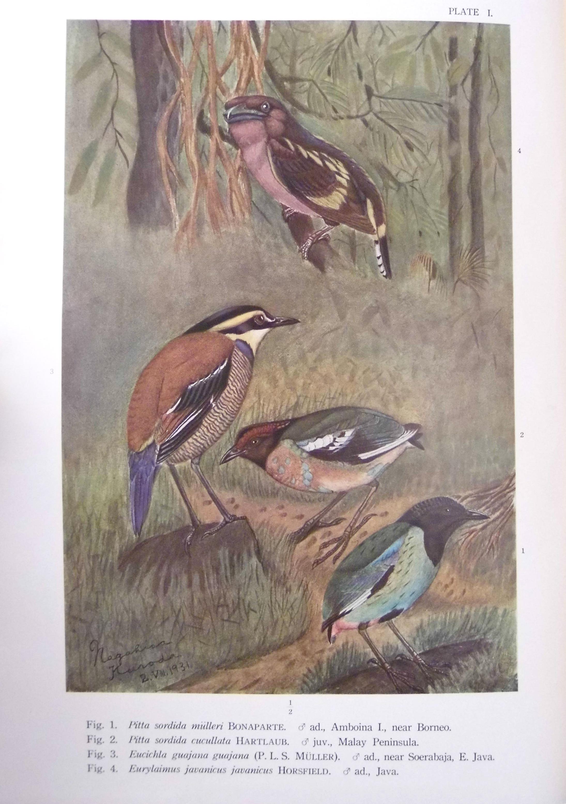 Kuroda (Nagamichi). Birds of the Island of Java, 2 volumes, published by the author, Tokyo, 1933-36,