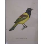*Birds. A collection of seventy-nine prints, mostly 19th century, engravings and lithographs, all