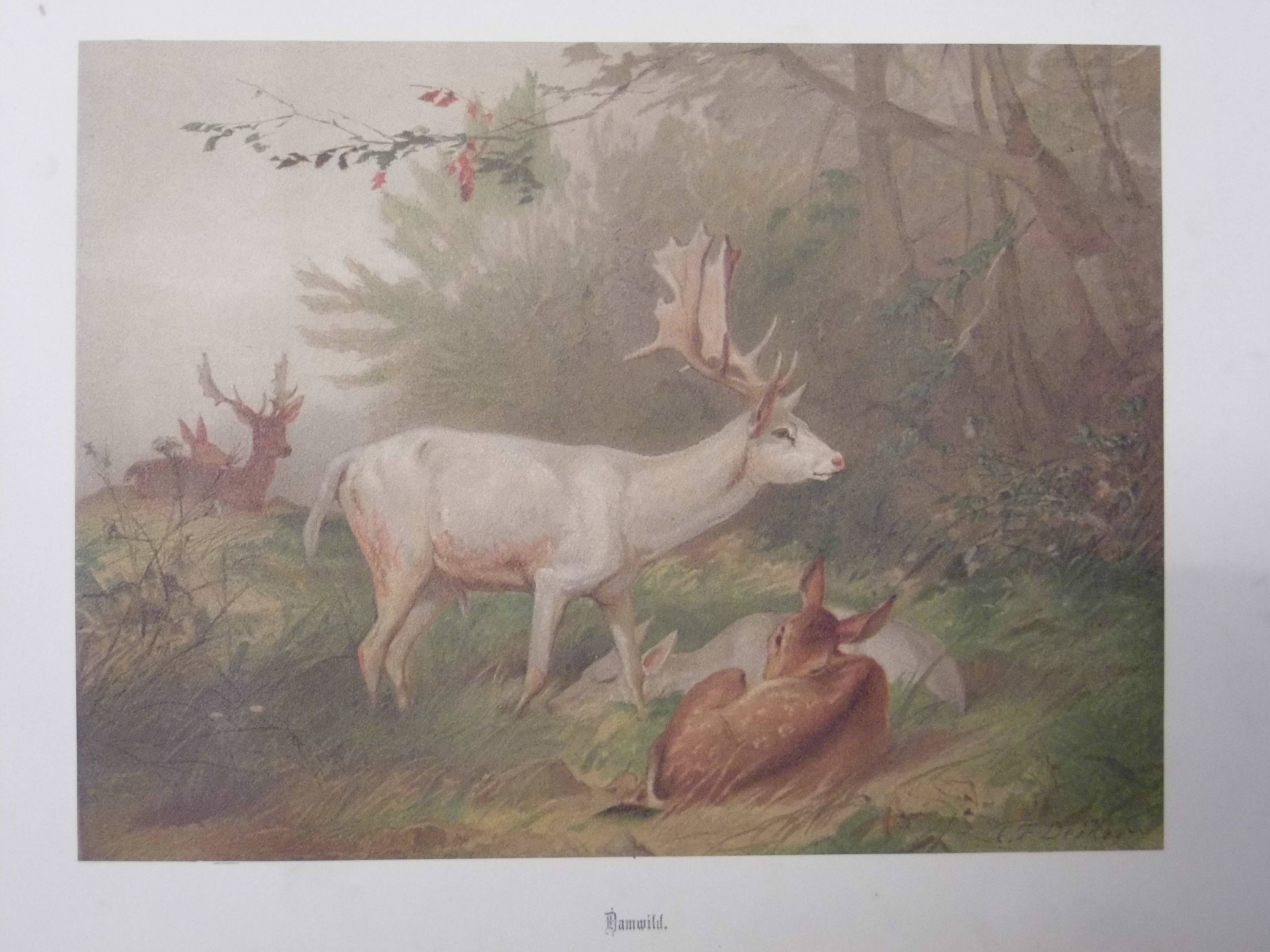 Muller (Adolf & Karl). Waidmanns Freud im Wald und auf der Haid, Darmstadt: Carl Rohler, [c.1876], - Image 4 of 6