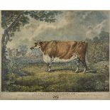 *Pollard (Robert). To Sir William Blackett Bart; This specimen of an improved breed of cattle is