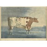 *Pollard (Robert). To Sir Ralph Milbanke Bart. This print of the Ketton Ox is most respectfully