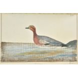 Montagu (George). Ornithological Dictionary; or, Alphabetical Synopsis of British Birds, 2