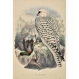 *Gould (John and Hart W.). Falco Candicans. Greenland Falcon, dark race, adult, published in 'The